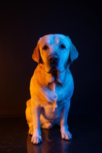 Labrador a la luz del retrato de lámparas de neón de colores sobre un fondo negro luz amarilla cálida y azul en el perro