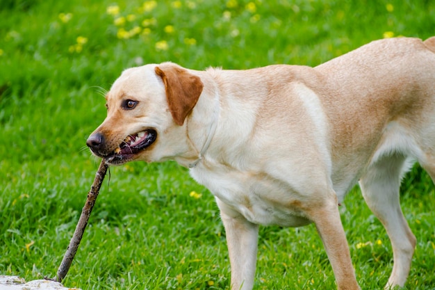 Un labrador marrón corriendo con un palo en la boca en un campo de hierba