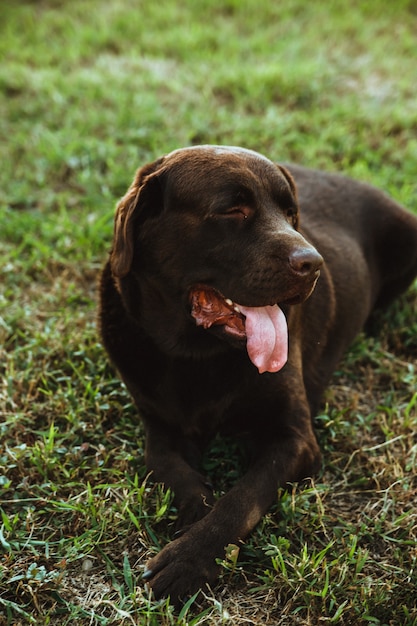 Un labrador marrón está acostado sobre la hierba verde. Paseo de verano en el parque. Lealtad y fidelidad.