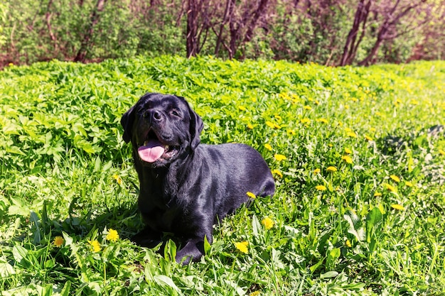 Labrador na grama em um parque