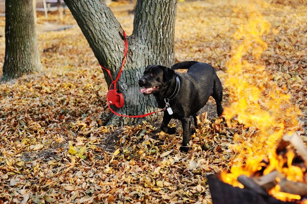 Labrador negro en el fondo de las hojas de otoño