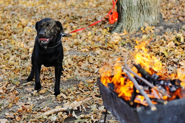 Labrador negro en el fondo de las hojas de otoño