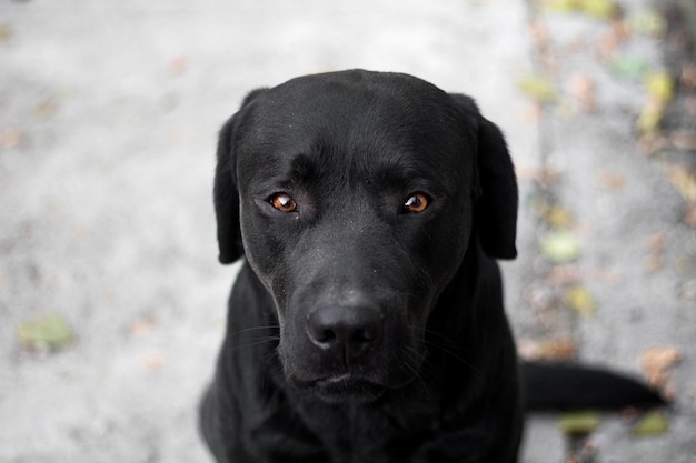 Labrador negro mira a la cámara