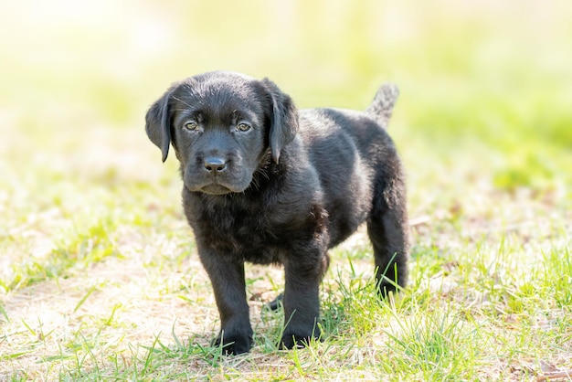 Labrador negro sobre hierba verde Retrato de un perro cachorro labrador retriever de un mes de edad