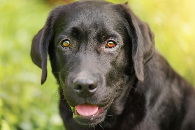 Labrador negro sobre hierba verde Retrato de un perro bajo el sol