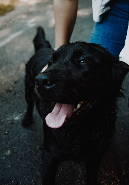 Labrador negro