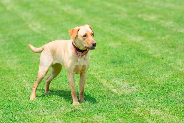 Labrador no Prado