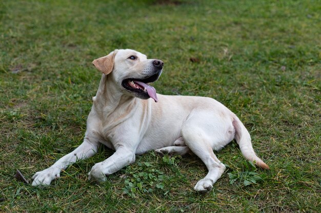 Labrador en un paseo por el parque