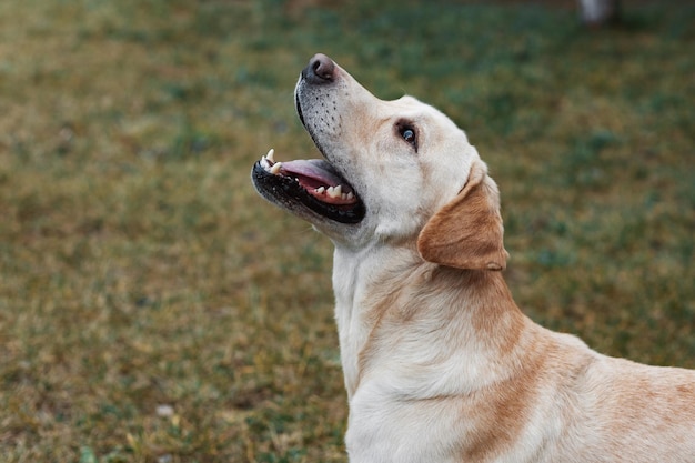 Labrador en un paseo por el parque