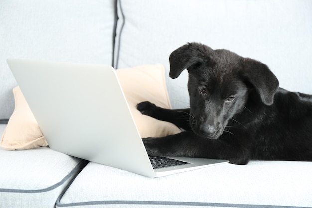 Labrador preto jovem engraçado perto do caderno no sofá branco