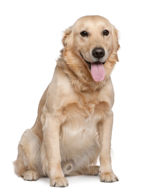 Labrador Retriever, 4 anos. Retrato de cachorro isolado