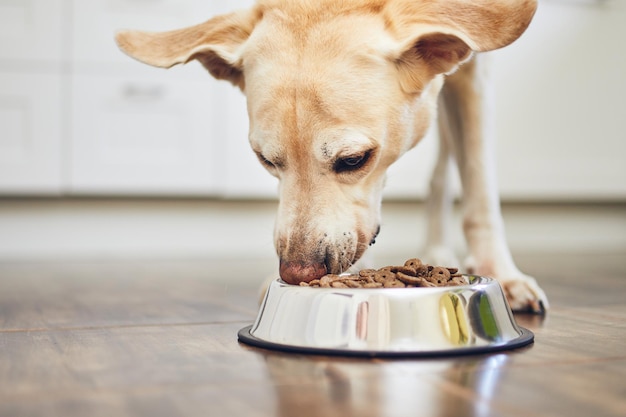 Foto labrador retriever alimentando a su perro comiendo comida seca de un cuenco