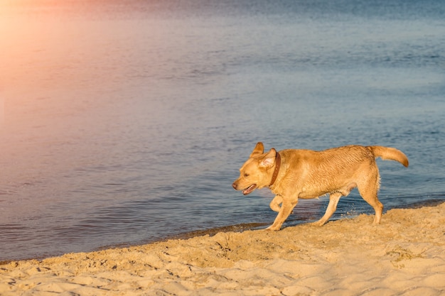 Labrador Retriever am Strand Sonneneruption