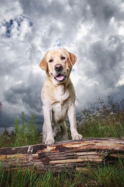 Labrador Retriever amarillo en la pradera de bosque verde