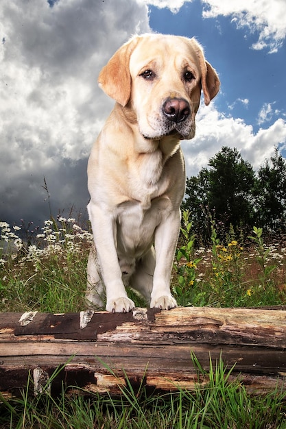 Labrador Retriever amarillo en la pradera de bosque verde