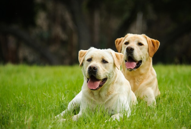 Labrador retriever amarillo sentado en el césped