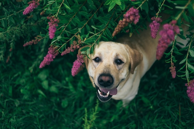 labrador retriever animado olhando para a câmera enquanto está sob galhos de flores