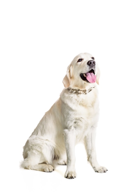 Labrador Retriever auf weißem Hintergrund