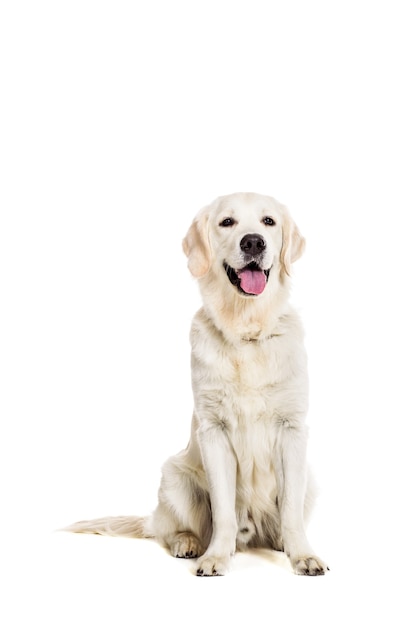 Labrador Retriever auf weißem Hintergrund