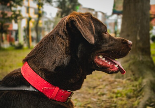 Foto labrador_retriever_brown