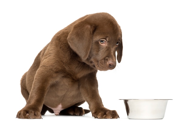 Labrador Retriever cachorro sentado con cuenco de perro vacío