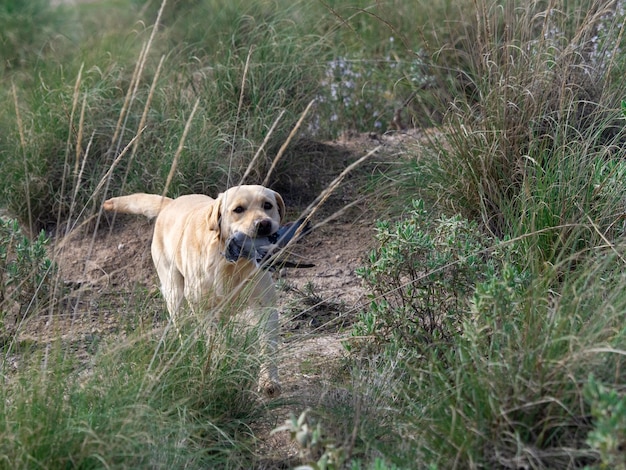 Labrador Retriever caminando en el campo con una paloma en la boca