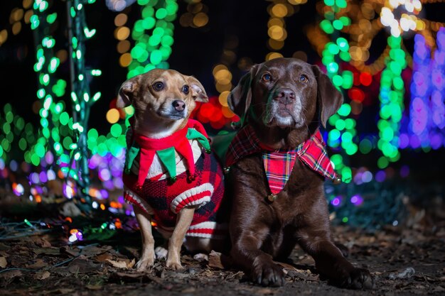 Labrador Retriever y Chihuahua vestidos de Navidad con luces de fondo