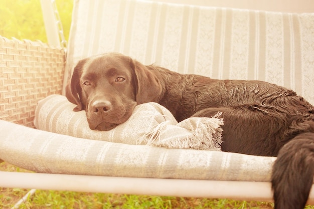 Labrador retriever en un columpio Un perro negro descansa en el jardín