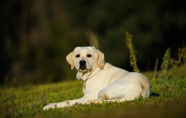 Foto labrador-retriever, der auf dem gras liegt