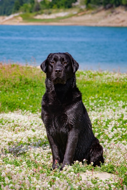 Labrador Retriever, der im Gras steht