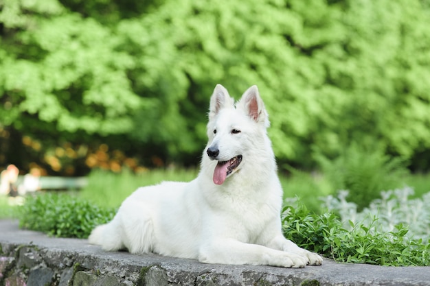 Labrador Retriever, der im grünen Gras liegt