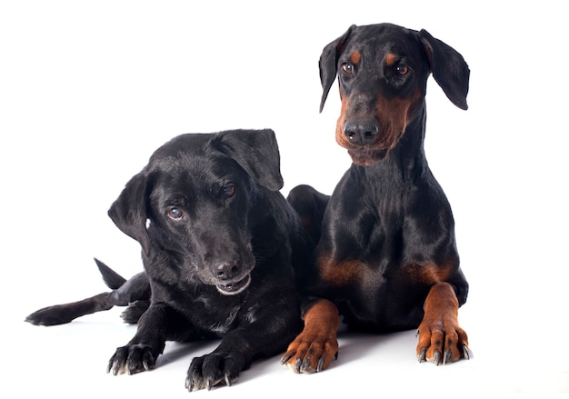 Labrador retriever e dobermann