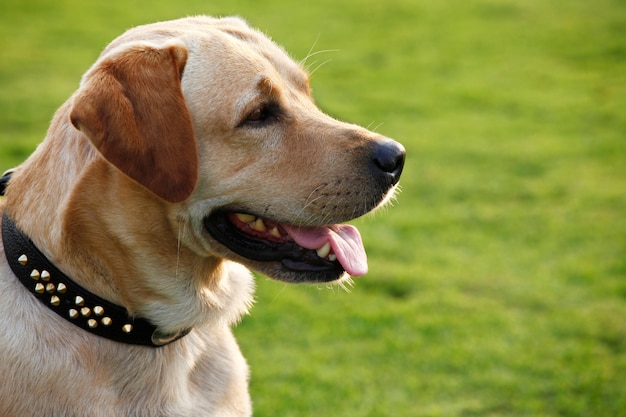 Labrador retriever espera comando