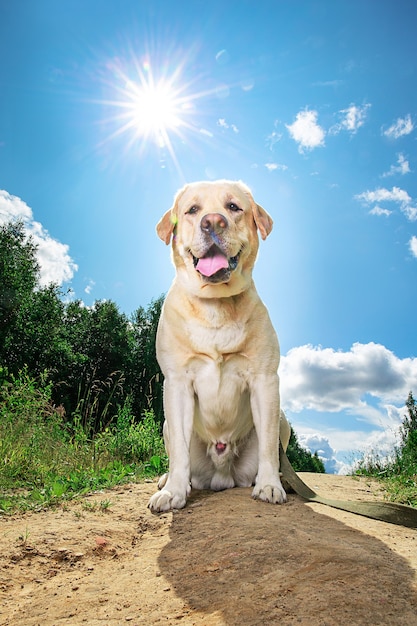 Labrador retriever feliz sentado na floresta em um dia ensolarado