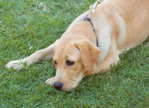 Labrador retriever en hierba verde fresca