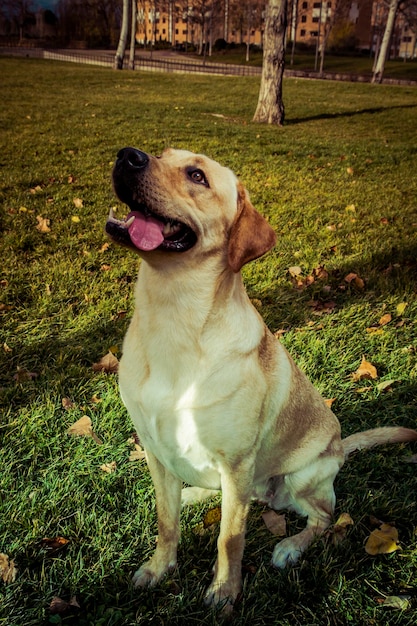 Labrador Retriever Hund im Herbst