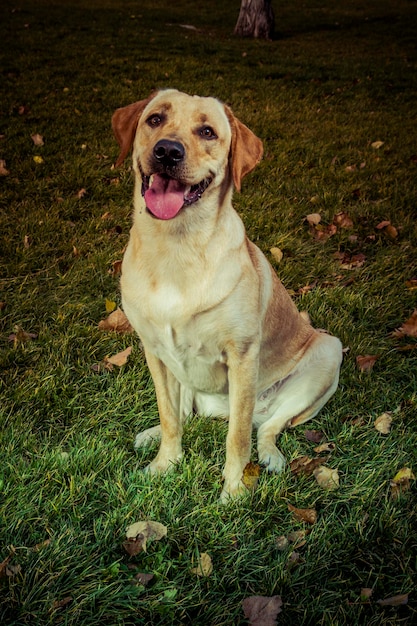 Labrador Retriever Hund im Herbst