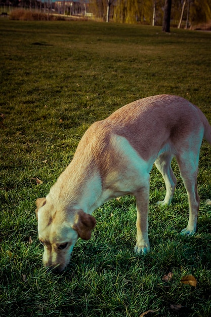 Labrador Retriever Hund im Herbst