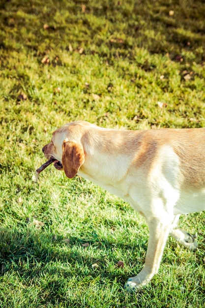 Labrador Retriever Hund im Herbst