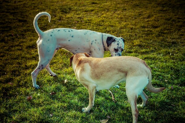 Labrador Retriever Hund im Herbst