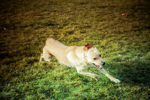 Labrador Retriever Hund im Herbst