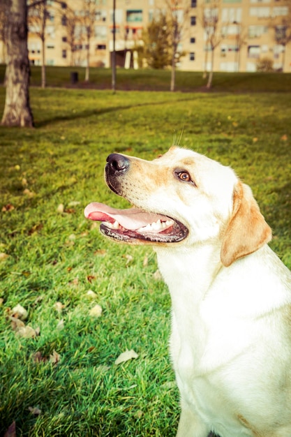 Labrador Retriever Hund im Herbst