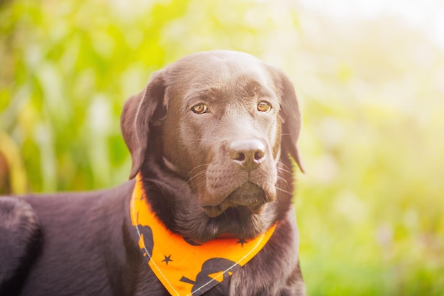 Labrador Retriever Hund in einem orangefarbenen Bandana Schwarzer Hund an Halloween