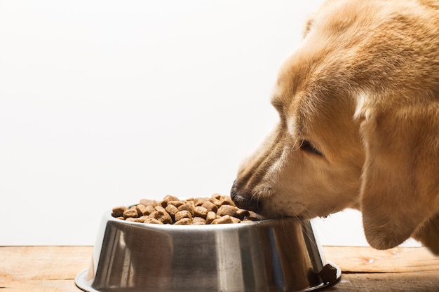 Labrador Retriever Hund isst Hundefutter in einer Metallplatte
