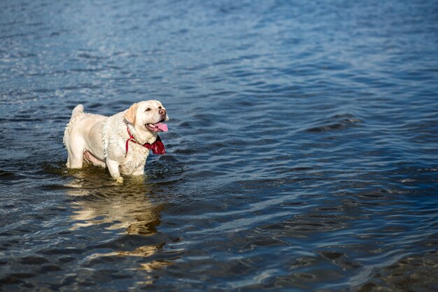 Labrador Retriever Hund läuft durch Wasser und erzeugt riesige Spritzer und Wassertröpfchen. Ein Hund in einem roten Halsband