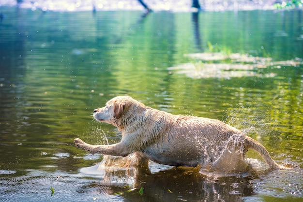 Labrador Retriever Hund schwimmt im See