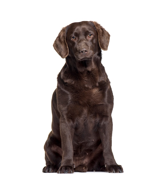 Labrador Retriever Hund sitzen