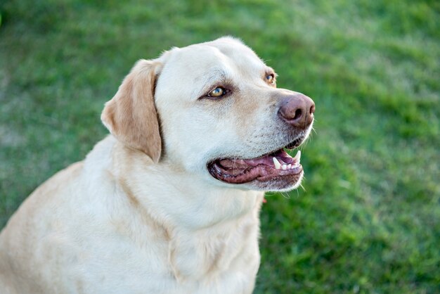 Labrador Retriever Hund sitzt auf grünem Gras.