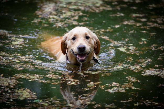 Labrador Retriever Hunde, die gerne schwimmen