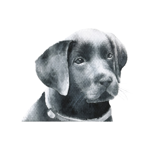 Foto labrador retriever-hundeaquarellillustration